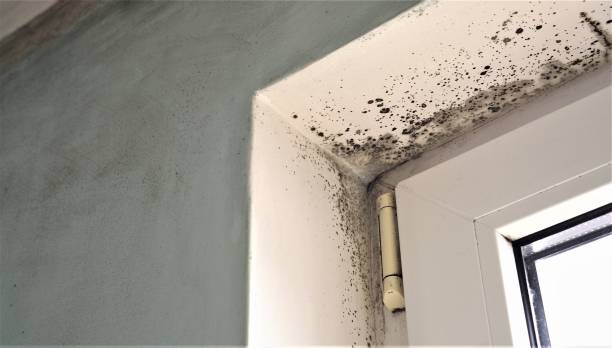 Best Emergency Mold Remediation  in Monahans, TX