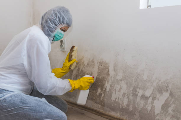 Best Water Damage & Mold Remediation  in Monahans, TX