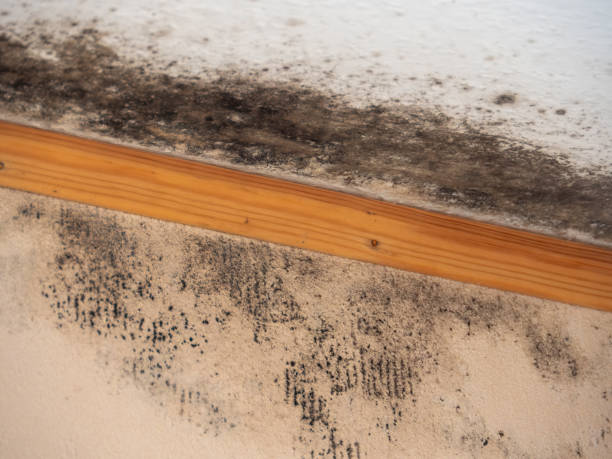 Best Biohazard Mold Removal  in Monahans, TX