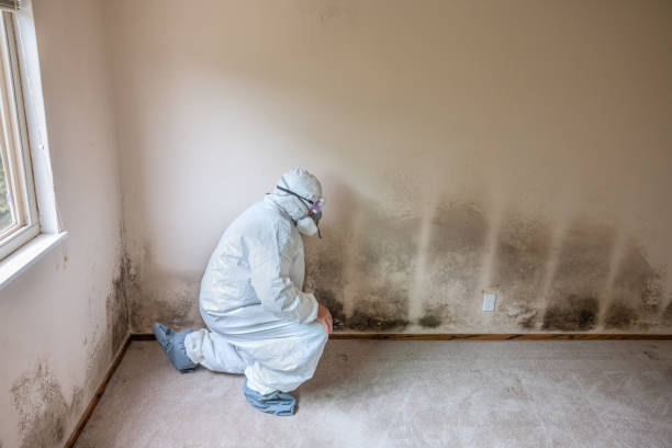 Monahans, TX Mold Removal Company