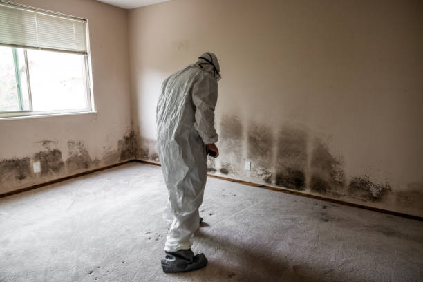 Mold Odor Removal Services in Monahans, TX